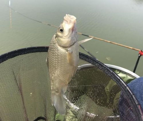 自制小鱼钓鱼饵料，简单高效，轻松上钩！