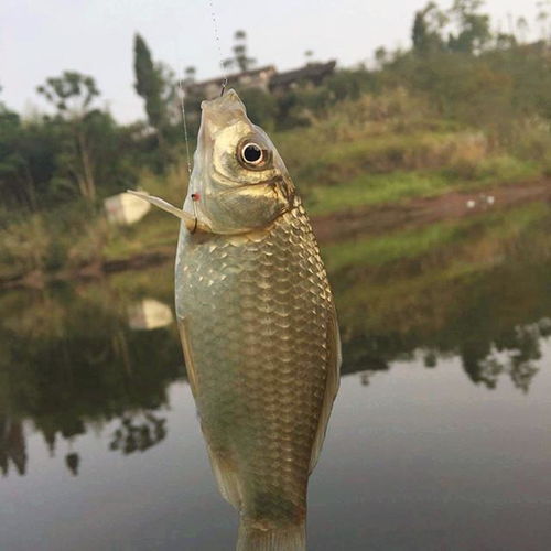 狗狗误食钓鱼饵料怎么办?紧急处理指南与预防措施 狗狗误食钓鱼饵料怎么办?紧急处理指南与预防措施