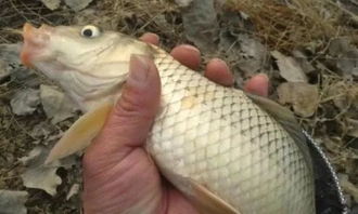 自制菜油饼钓鱼饵料，简单易行的钓鱼技巧