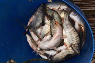 自带酒米钓鱼饵料怎么搭配？这份秘制配方让你鱼获翻倍！