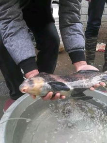 野钓者钓鱼鱼饵料配制全攻略