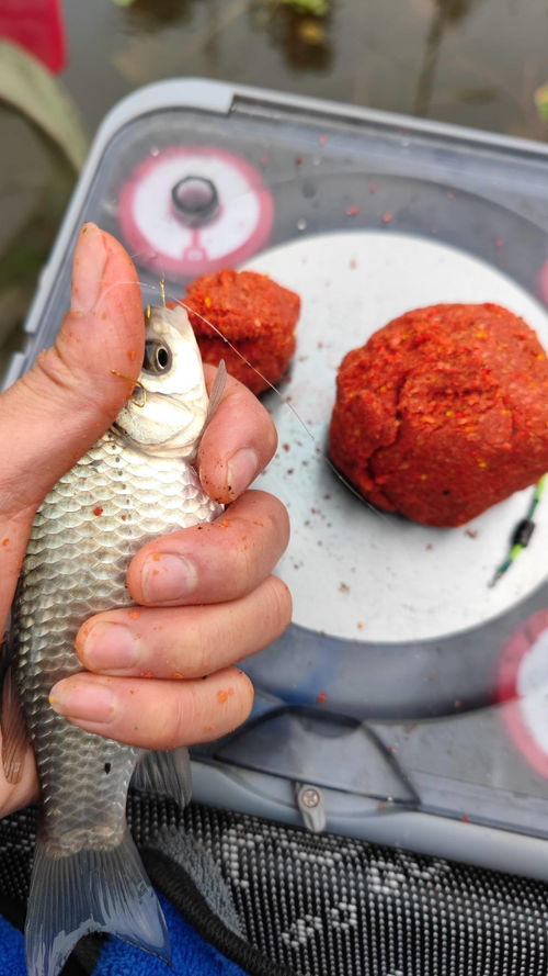 钓鱼饵料黑煤球，沉底诱惑的秘密武器
