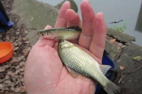 钓鱼饵料比例怎么兑配的？这份秘籍让你钓获翻倍！
