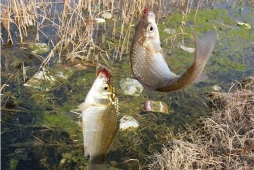 野河钓鱼饵料怎么配?掌握这5大黄金配方,轻松钓大鱼! 野河钓鱼饵料怎么配?掌握这5大黄金配方,轻松钓大鱼!