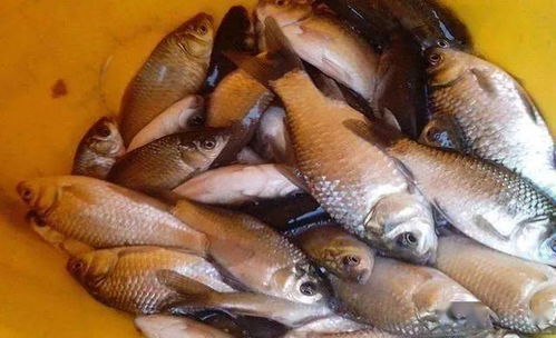 鲜香虾米钓鱼饵料怎么配？这份配方让你鱼获满满！