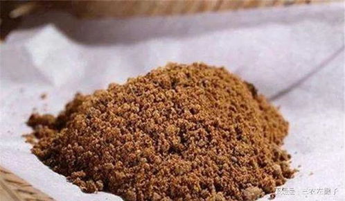 洁子钓鱼饵料的使用指南，从新手到高手的完整教程