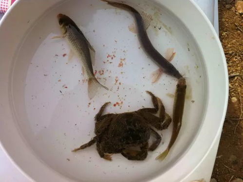 红虫钓鱼，自然诱惑，收获满满