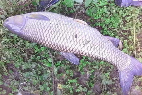 小麦面钓鱼饵料配法，经济实惠，鱼儿抢着咬！