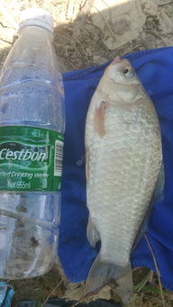 野钓饵料掉落怎么办，10种应急处理技巧与实战经验