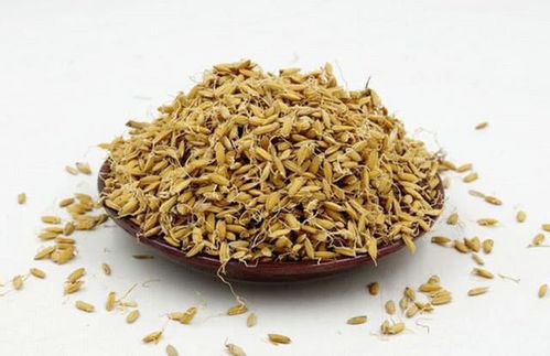 生的山柰如何用作钓鱼饵料，详细指南与实用技巧