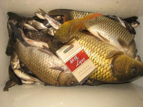 野钓选饵秘籍，如何根据鱼情、环境、季节选择合适的饵料？