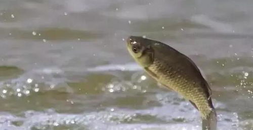 钓鱼饵料用虾怎么挂饵，掌握这5个技巧，鱼获翻倍！