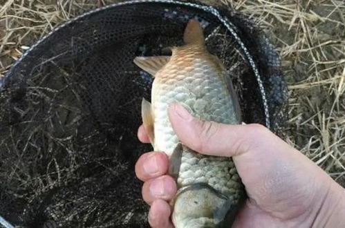 钓鱼饵料怎么弄粘？掌握这5个技巧，鱼儿上钩更轻松！