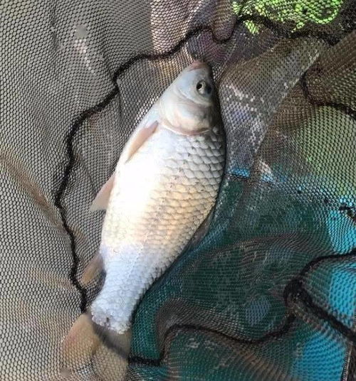 钓鱼饵料怎么拌雾化得慢，提升作钓效果的实用技巧