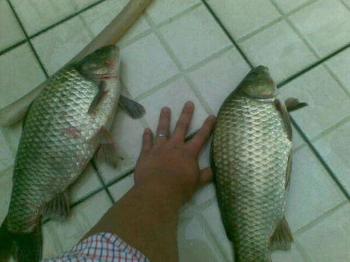 春风钓鱼饵料评测,让鱼儿疯狂上钩的秘密武器 春风钓鱼饵料评测,让鱼儿疯狂上钩的秘密武器