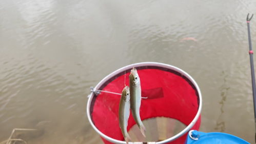 钓鱼饵料怎么放地笼最好?这5个技巧让你收获翻倍! 钓鱼饵料怎么放地笼最好?这5个技巧让你收获翻倍!