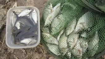 雪天钓鱼秘籍，用盐提升饵料效果