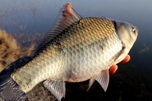 精选野钓鱼饵料,提升钓获的秘诀