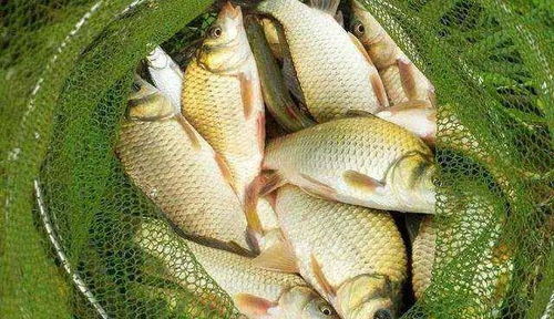 野战狼鲫怎么开钓鱼饵料,实战技巧与配方解析 野战狼鲫怎么开钓鱼饵料,实战技巧与配方解析