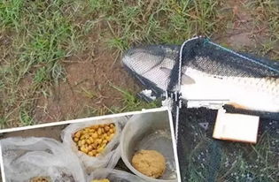 大米炒黄,钓鱼饵料的黄金配方与制作秘籍 大米炒黄,钓鱼饵料的黄金配方与制作秘籍