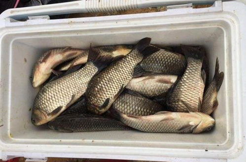 大球丝钓鱼饵料秘方，如何配出诱鱼高手的美味诱饵