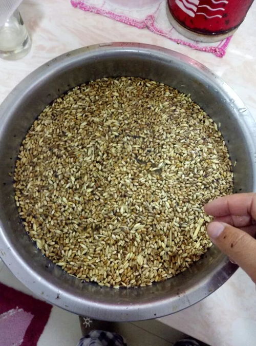 红麦子钓鱼饵料怎么用视频，从制作到实战的完整指南