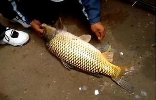 钓鱼饵料盘鱼鲤鱼怎么用，垂钓鲤鱼的实用技巧