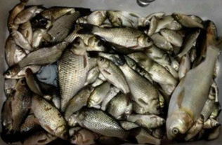 榨油渣的妙用,打造高效钓鱼饵料的秘诀 榨油渣的妙用,打造高效钓鱼饵料的秘诀