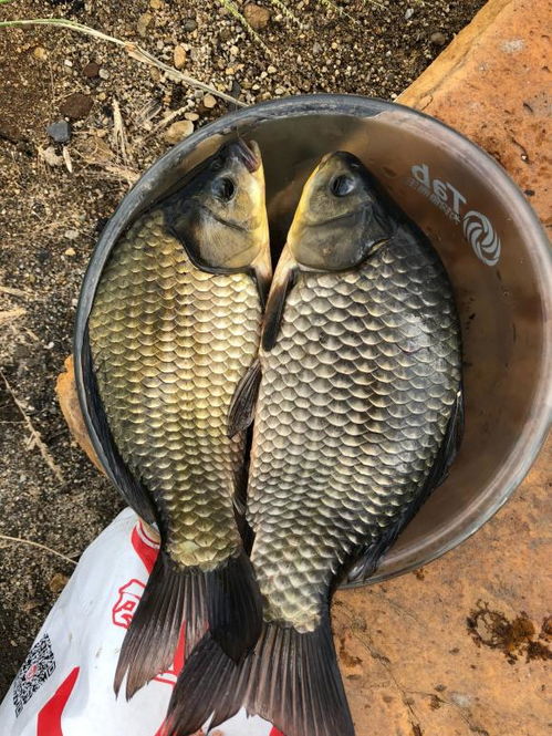 春钓野钓，饵料搭配的黄金秘籍，让你的鱼获翻倍！