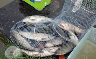 创意钓鱼新玩法,如何用废旧渔网制作鱼饵料,轻松钓大鱼! 创意钓鱼新玩法,如何用废旧渔网制作鱼饵料,轻松钓大鱼!