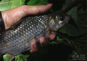 虾饵制作全攻略,让鱼儿疯狂咬钩的秘诀 虾饵制作全攻略,让鱼儿疯狂咬钩的秘诀