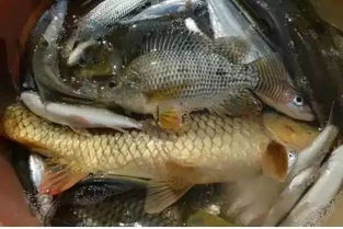 假饵清洗秘籍,延长寿命,提升诱鱼效果 假饵清洗秘籍,延长寿命,提升诱鱼效果