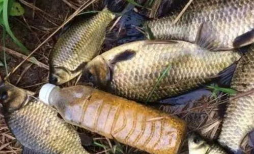 小溪钓鱼鲫鱼饵料配制全攻略,从零开始打造高效饵料 小溪钓鱼鲫鱼饵料配制全攻略,从零开始打造高效饵料