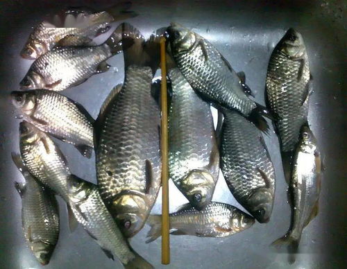 钓鱼饵料中添加鱼粉,是否应该以及如何添加 钓鱼饵料中添加鱼粉,是否应该以及如何添加