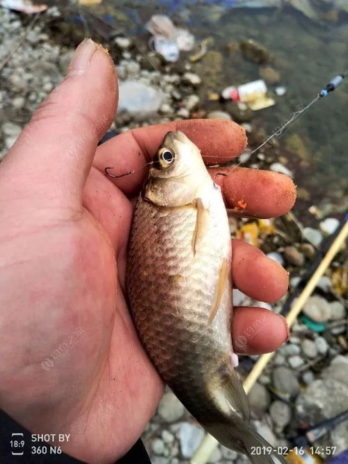 钓鱼怎么挂硬鱼饵料的钩,从入门到精通的完整指南 钓鱼怎么挂硬鱼饵料的钩,从入门到精通的完整指南