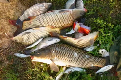 韭菜做钓鱼饵料的秘方与技巧,让鱼儿疯狂咬钩的秘诀 韭菜做钓鱼饵料的秘方与技巧,让鱼儿疯狂咬钩的秘诀