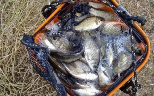 自制的鱼饵料钓鱼怎么样，探索DIY钓鱼的乐趣与挑战