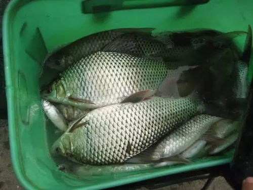 羊油钓鱼饵料，传统钓法的美味诱惑