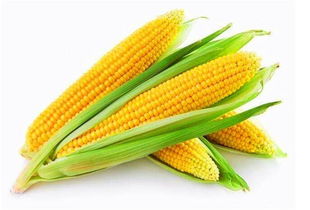 玉米养饵，打造诱鱼高手的秘方