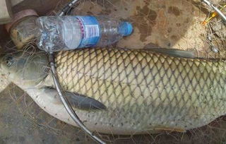 韩风钓鱼饵料怎么样?深度解析与实战评测 韩风钓鱼饵料怎么样?深度解析与实战评测