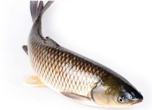 钓鱼饵料摆花，完美吸引鱼群的视觉艺术