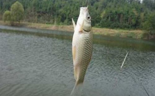 野钓钓鱼饵料怎么选？这5个技巧让你的鱼获翻倍！