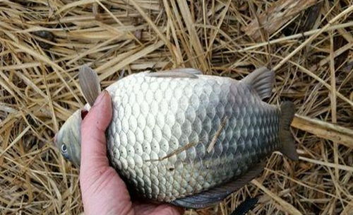 血蚕钓鱼饵料怎么样?专业钓手的真实评价 血蚕钓鱼饵料怎么样?专业钓手的真实评价