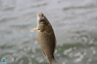 用海鱼饵料钓鱼怎么样?深度解析海鱼饵料的使用效果与技巧 用海鱼饵料钓鱼怎么样?深度解析海鱼饵料的使用效果与技巧