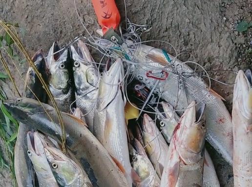 自制虾线钓鱼饵料，打造专属诱鱼神器的视频制作全攻略