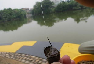 钓鱼饵料田螺肉怎么用最好 钓鱼饵料田螺肉怎么用最好