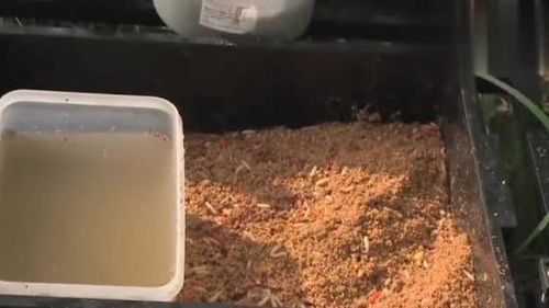 钓鱼饵料面条怎么做好吃 钓鱼饵料面条怎么做好吃