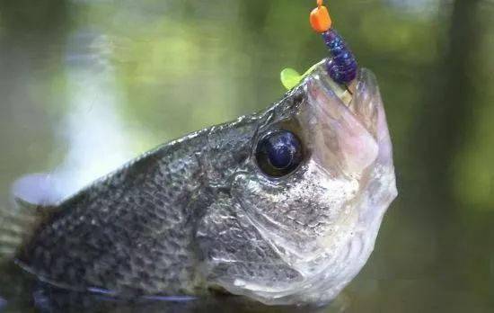 自制海虾钓鱼饵料,简单易行的制作方法 自制海虾钓鱼饵料,简单易行的制作方法