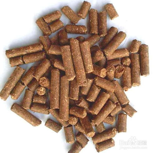 香樟树籽，制作钓鱼饵料的绝佳选择