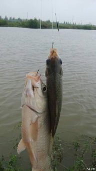 衣服上的钓鱼饵料怎么用，创意钓鱼技巧与实用指南